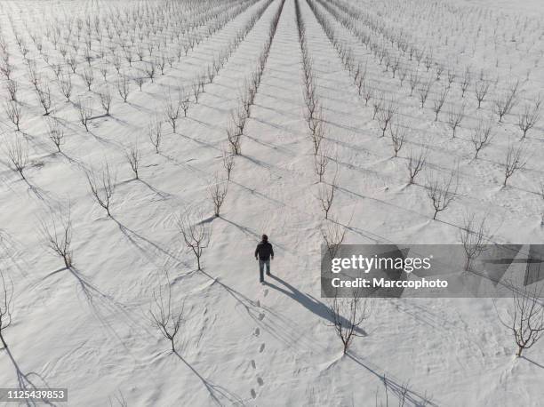 adult farmer walking at his bare young tree orchard covered with snow on sunny winter day. aerial view. - bare trees on snowfield stock pictures, royalty-free photos & images