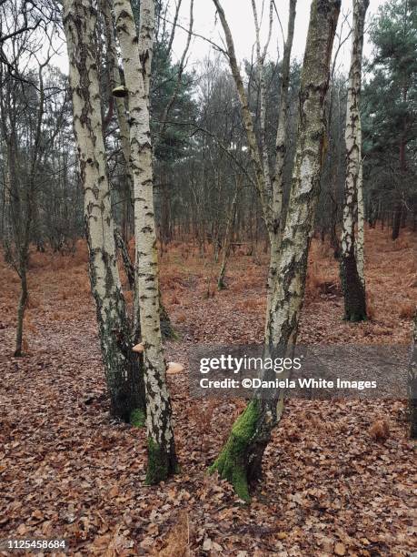winter forest - kale boom stockfoto's en -beelden