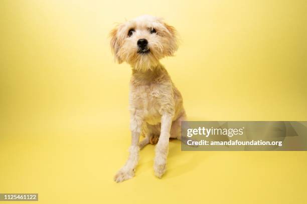 rescue animal - poodle/terrier mix - amanda foundation stock pictures, royalty-free photos & images