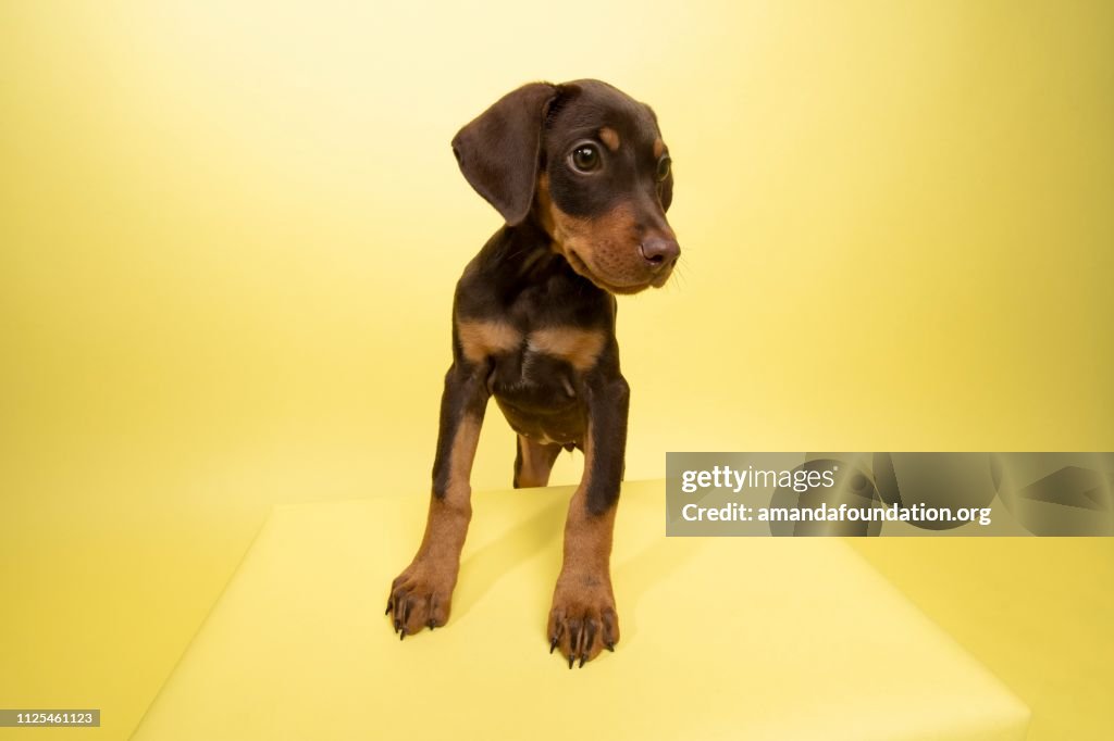 Rescue Animal - cute chocolate and tan Doberman puppy