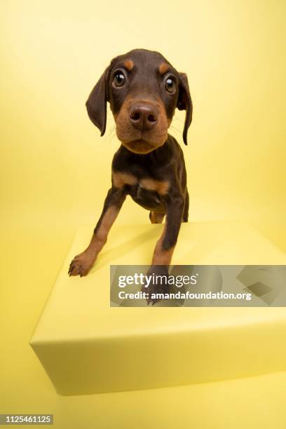 rescue animal - cute chocolate and tan doberman puppy - amanda foundation stock pictures, royalty-free photos & images