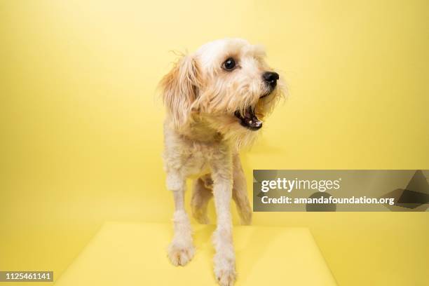 rescue animal - poodle/terrier mix - amanda foundation stock pictures, royalty-free photos & images
