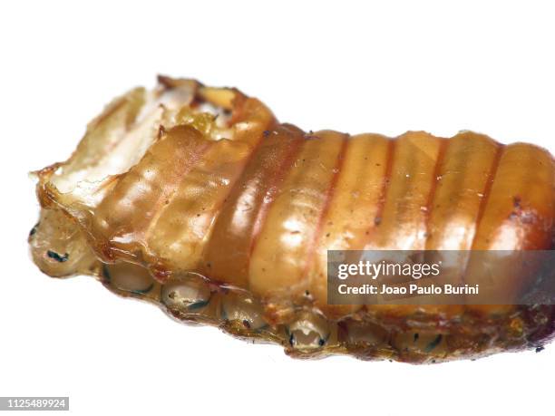 Cockroach Shell Casing Eggcase Photos and Premium High Res Pictures - Getty Images