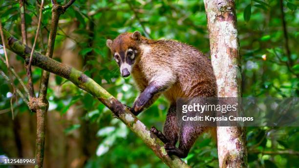 white-nosed coati (nasua narica) on a tree - coati stock-fotos und bilder