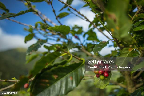 coffee plant - jamaica kingston foto e immagini stock