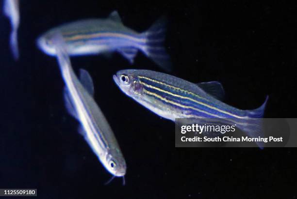 Zebrafish which is used to monitor water quality is displayed at a Water Supplies Department press conference in Sheung Shui. 08APR13