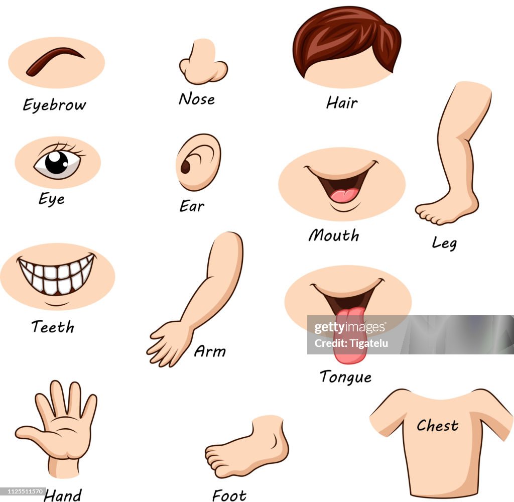 Body Parts R Human Body Parts Collection Set High-Res Vector Graphic - Getty Images