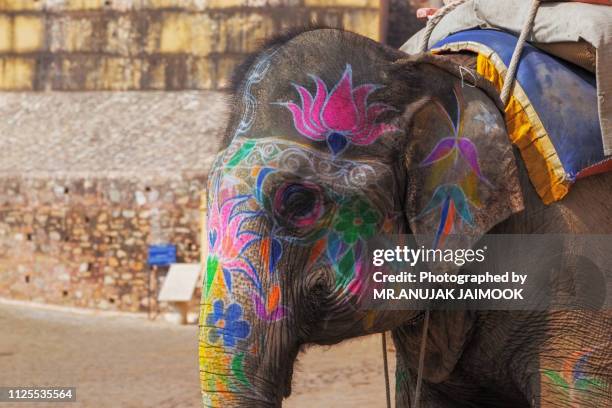 decorated elephant at amber fort, rajasthan state of india - amber fort - fotografias e filmes do acervo