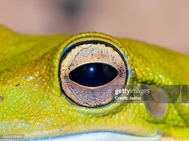 litoria caerulea – australian green tree frog - giant frog stock pictures, royalty-free photos & images