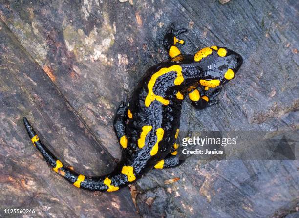salamandra salamandra – fire salamander - salamandra fotografías e imágenes de stock