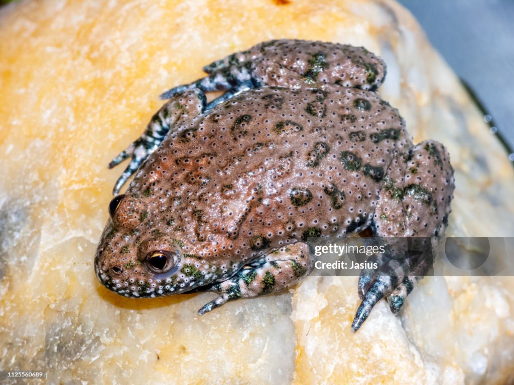 Bombina bombina – European fire-bellied toad