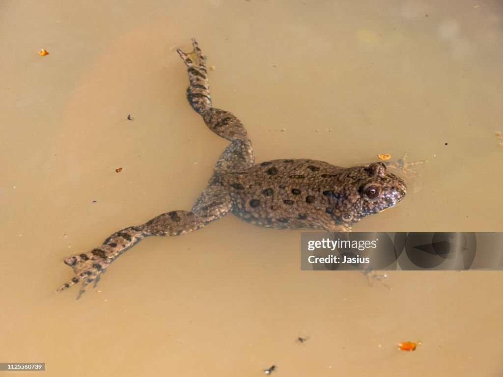 Bombina bombina – European fire-bellied toad