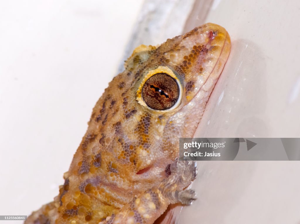 Hemidactylus turcicus – Mediterranean house gecko