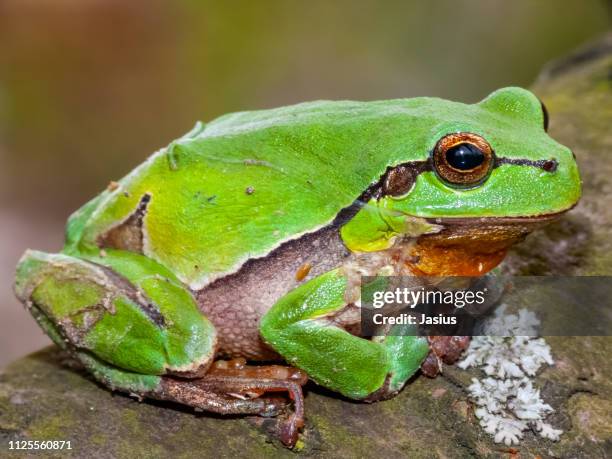hyla arborea – european tree frog - giant frog stock pictures, royalty-free photos & images