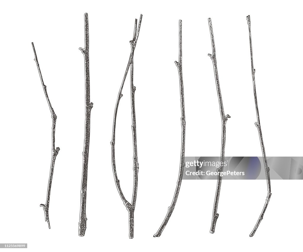 Set of six twigs cut out on white background