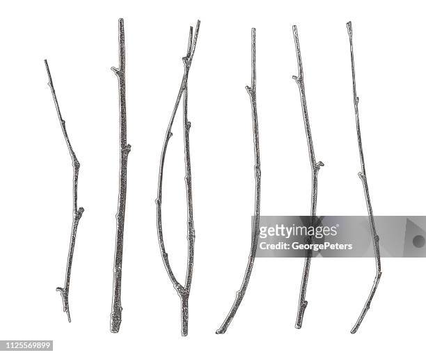 set of six twigs cut out on white background - twig stock illustrations