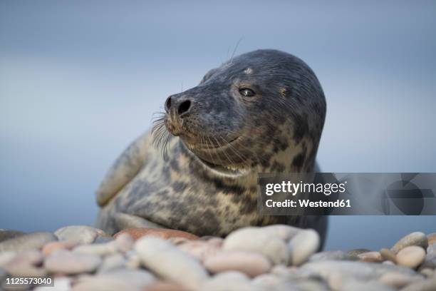 scotland, grey seal, halichoerus grypus - grey seal stock pictures, royalty-free photos & images