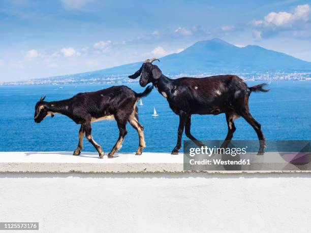 italy, campania, naples, two goats walking on wall, vesuvius in the background - black goat stock pictures, royalty-free photos & images