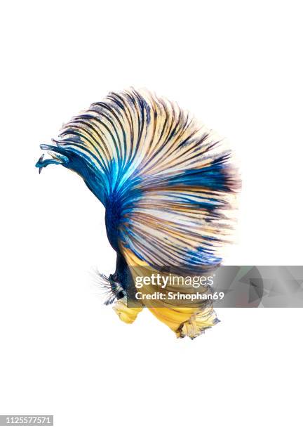 siamese fighting fish, betta isolated on white background. betta fish, siamese fighting fish, betta splendens, betta fish, halfmoon macaw blue & yellow, isolated on a white background - tail fin bildbanksfoton och bilder