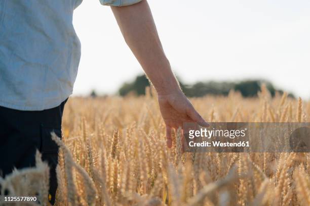 close-up of man in a field touching ears - human body part stock-fotos und bilder
