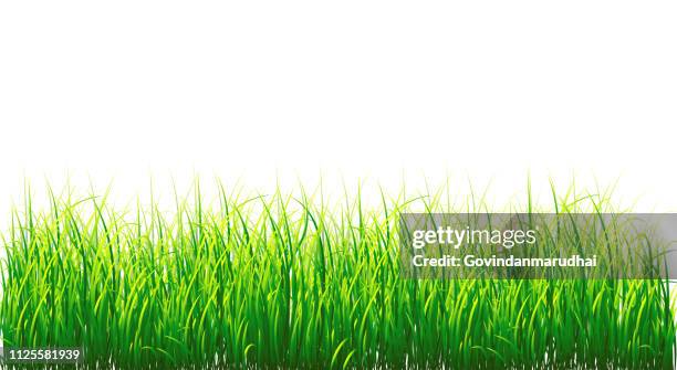 stockillustraties, clipart, cartoons en iconen met achtergrond vector gras rand, geïsoleerd op wit - grasspriet