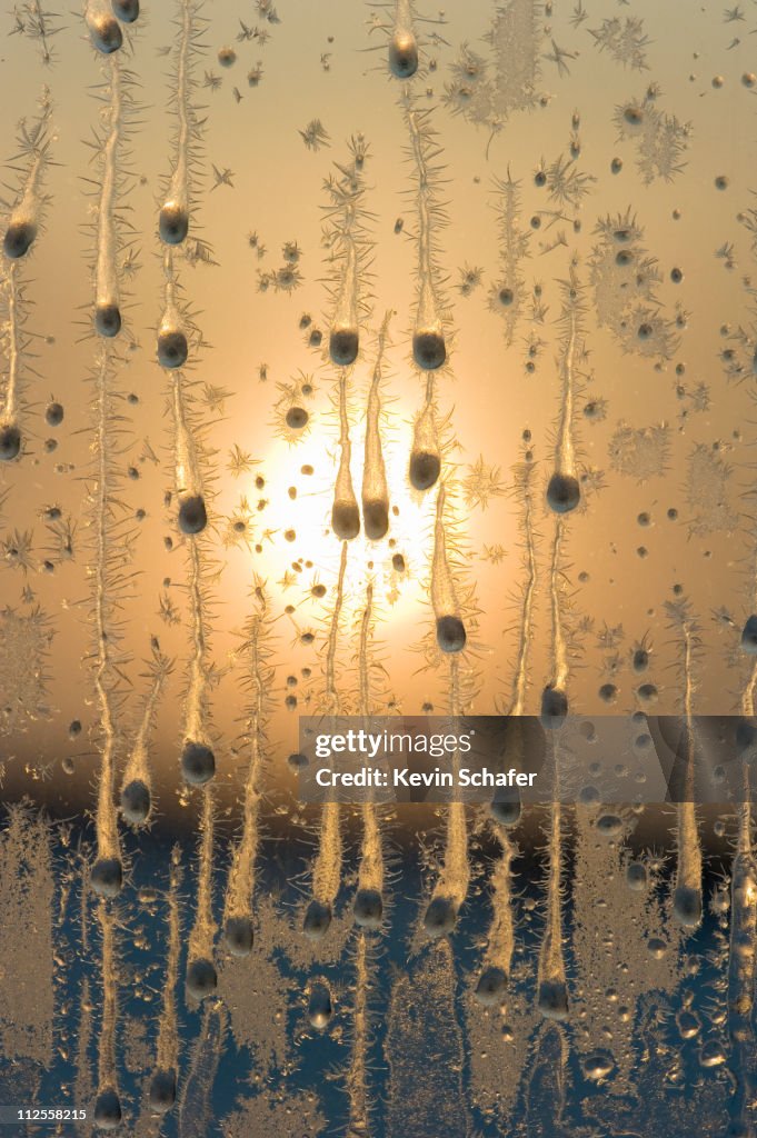 Ice on window, 40 below, Canada