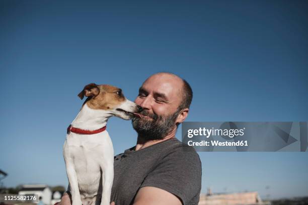 jack russel terrier licking face of  smiling owner - kalend stockfoto's en -beelden