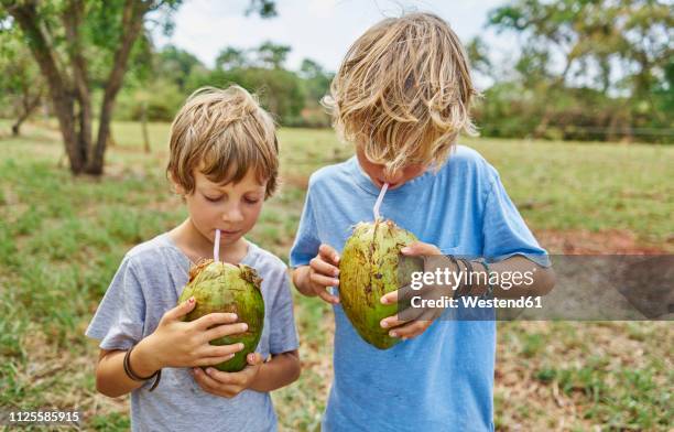 brazil, bonito, two boys drinking from coconut with straws - bonito brasil stock-fotos und bilder