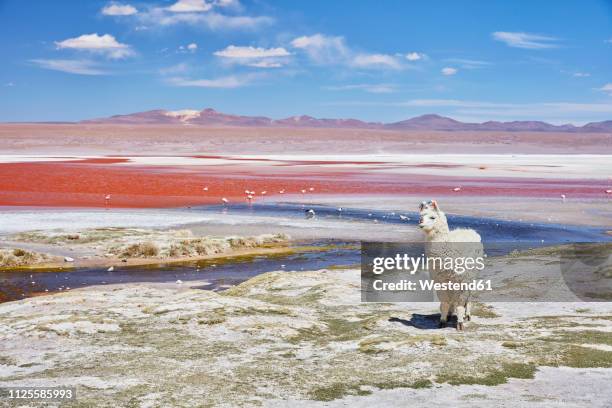 bolivia, laguna colorada, llama standing at lakeshore - laguna colorada stock pictures, royalty-free photos & images
