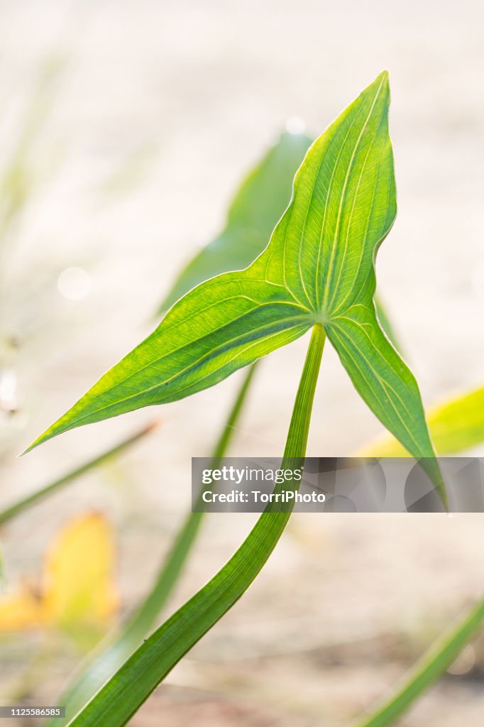 Green leaves wit arrowhead shape of aquatic plants at sunny day