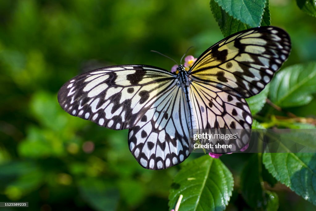 Tree Nymph Insect Tree Nymph Butterfly High-Res Stock Photo - Getty Images