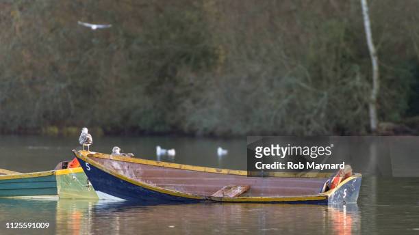 birds stand on the boat at lake - sinking rowboat stock pictures, royalty-free photos & images