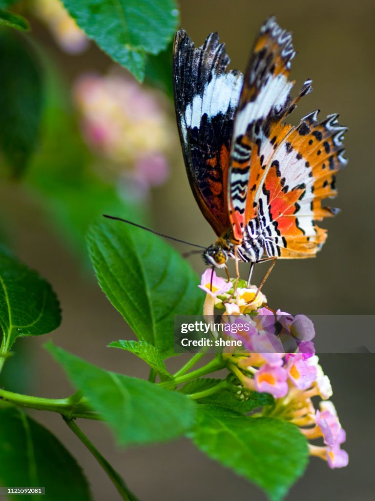New Lacewing