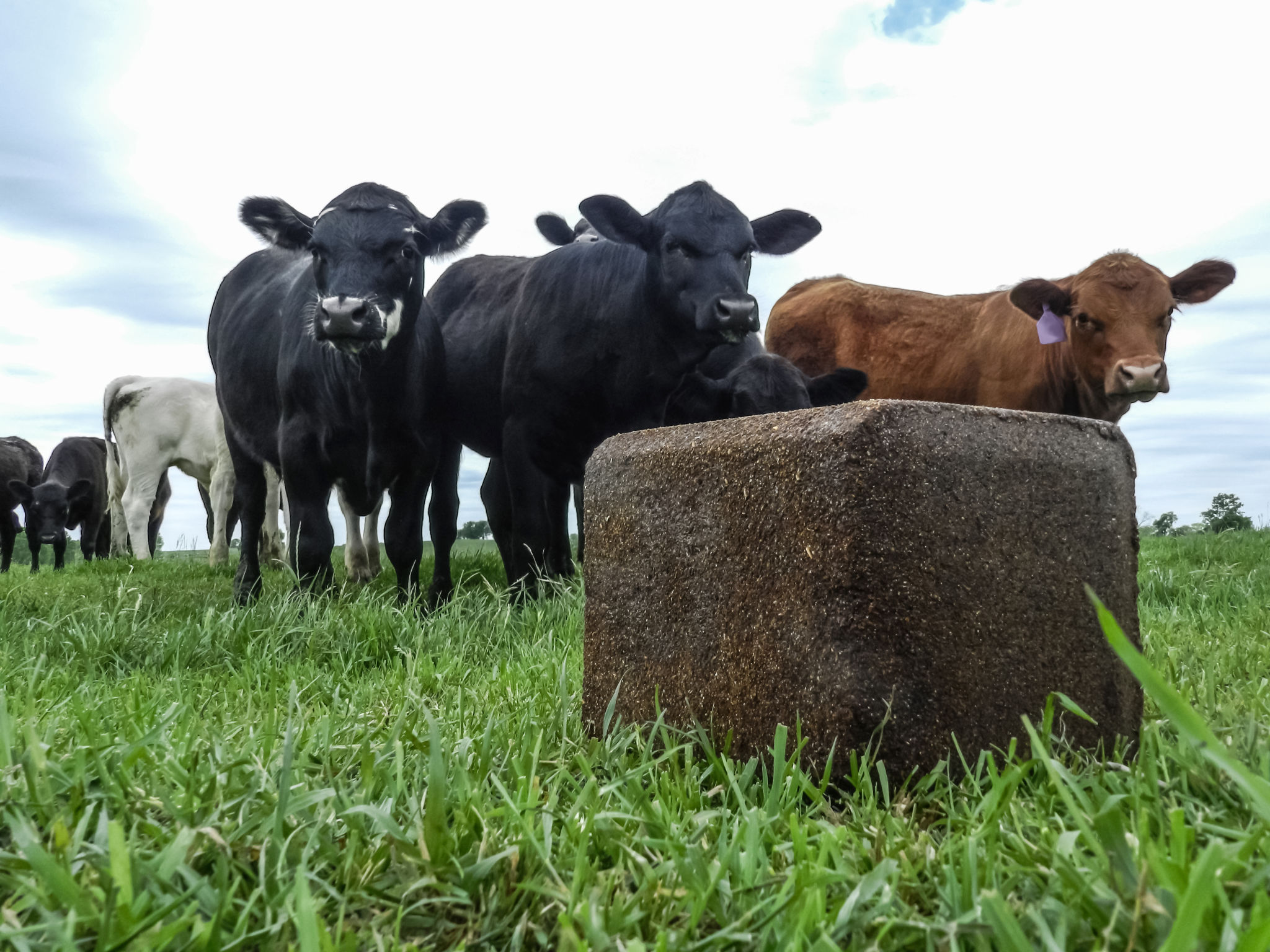 livestock supplements