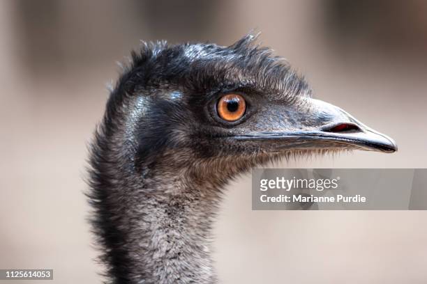 headshot of an emu - ugly bird stock pictures, royalty-free photos & images