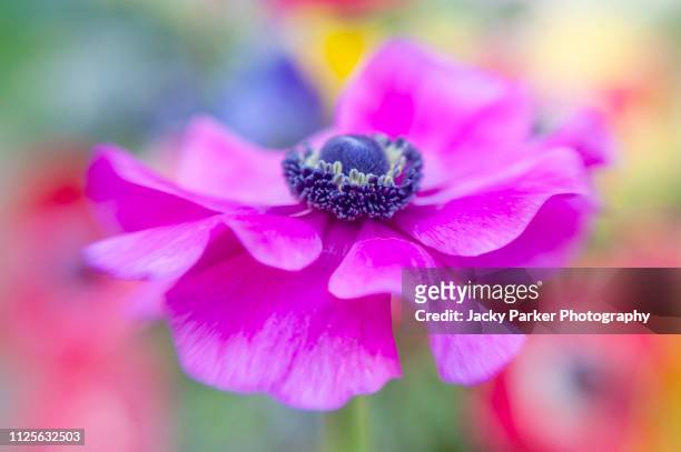 close-up image of the vibrant pink anemone coronaria flower also known as the poppy anemone, spanish marigold, or windflower - bukettanemon bildbanksfoton och bilder