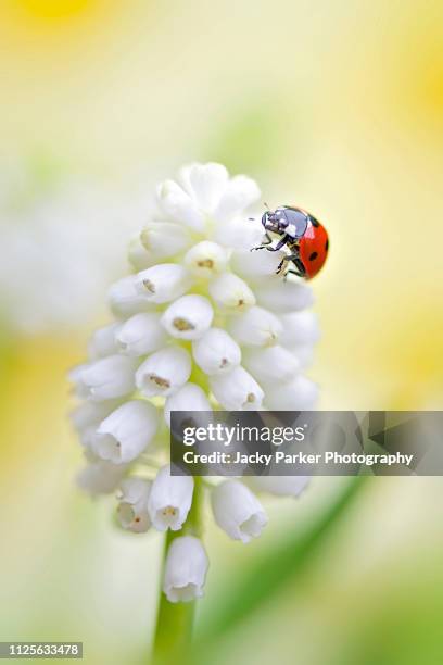 close-up image of a 7-spot ladybird, ladybug - coccinella septempunctata, resting on a spring grape hyacinth 'white magic' also known as muscari aucheri 'white magic' - グレープヒヤシンス ストックフォトと画像