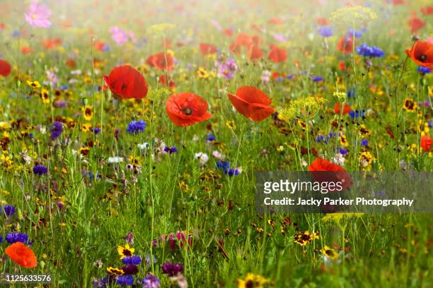 a beautiful summer english wildflower meadow with vibrant red corn poppies in hazy sunshine - wildflowers imagens e fotografias de stock