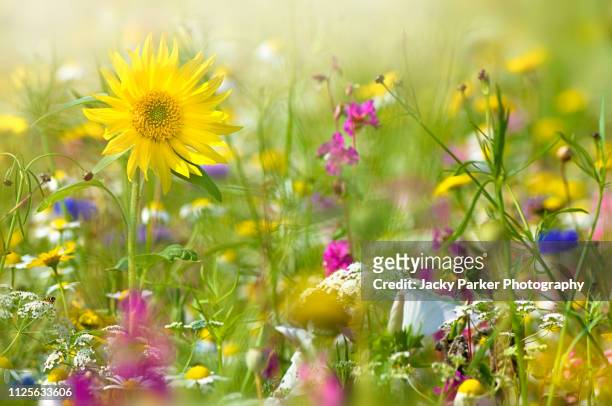 a beautiful summer english wildflower meadow with a vibrant yellow sunflower in hazy sunshine - uncultivated stock pictures, royalty-free photos & images