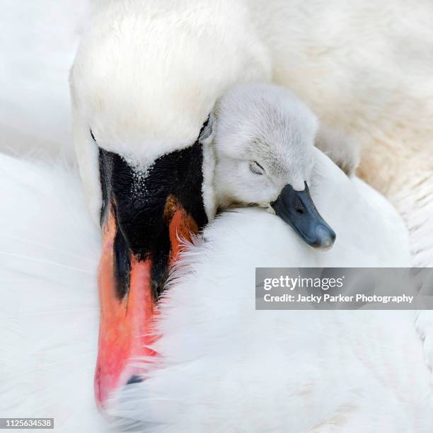 close-up image of an adult mute swan with a cute newly hatched cygnet cuddling up asleep - animal hug ストックフォトと画像