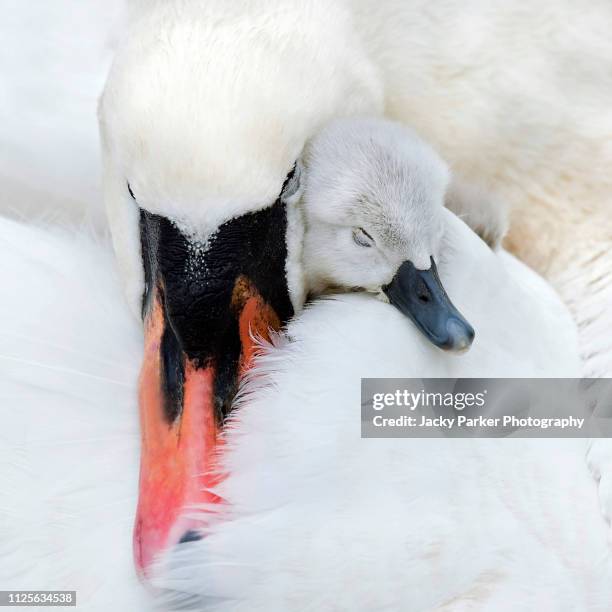 close-up image of an adult mute swan with a cute newly hatched cygnet cuddling up asleep - cute animals cuddling - fotografias e filmes do acervo