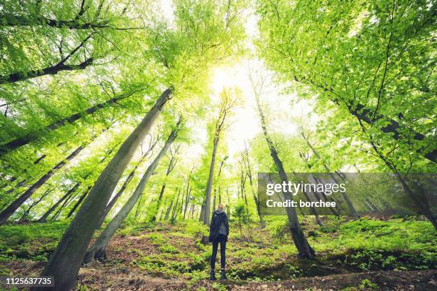 under the green forest - trees low view stock pictures, royalty-free photos & images