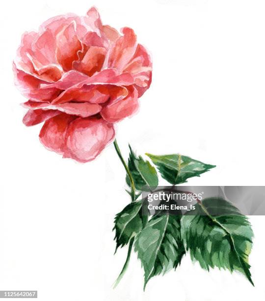 ilustraciones, imágenes clip art, dibujos animados e iconos de stock de una acuarela de color de rosa. pintura tradicional sobre papel - rose flower