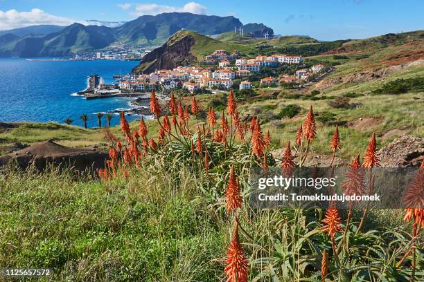 madeira - madeira flowers stock-fotos und bilder