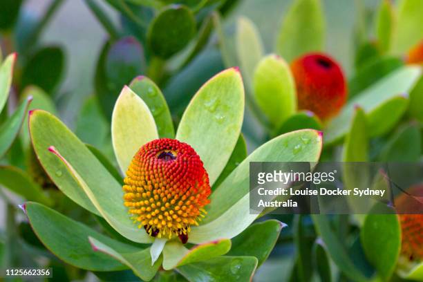 proteaflower leucadendron laureolum x strobilinum or summer sun - louise docker sydney australia stock pictures, royalty-free photos & images