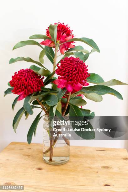 a vase with 3 waratah (telopea) flowers - louise docker sydney australia stock pictures, royalty-free photos & images