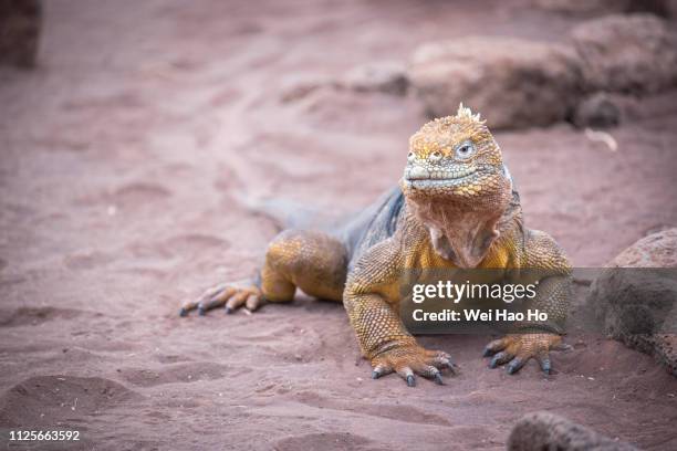 galapagos land iguana - orange iguana stock pictures, royalty-free photos & images