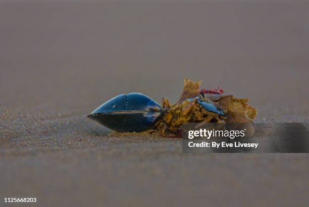 Palling Image 89 Sea Palling Stock Photos, High-Res Pictures, and Images - Getty Images