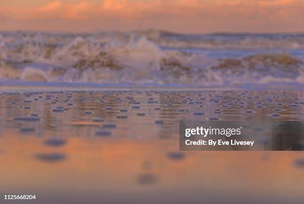 Palling Image 89 Sea Palling Stock Photos, High-Res Pictures, and Images - Getty Images