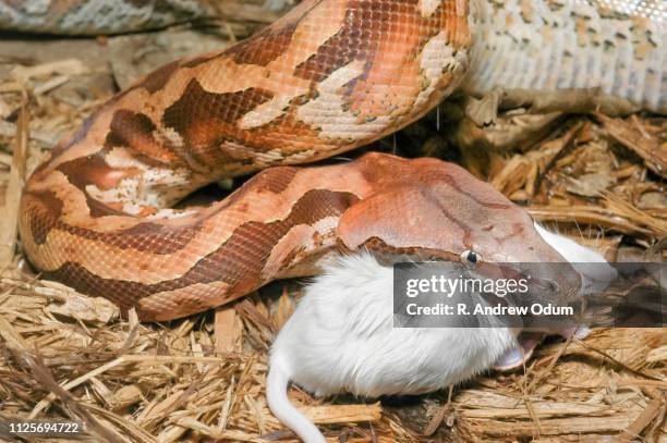 Snake Eating Live Mouse